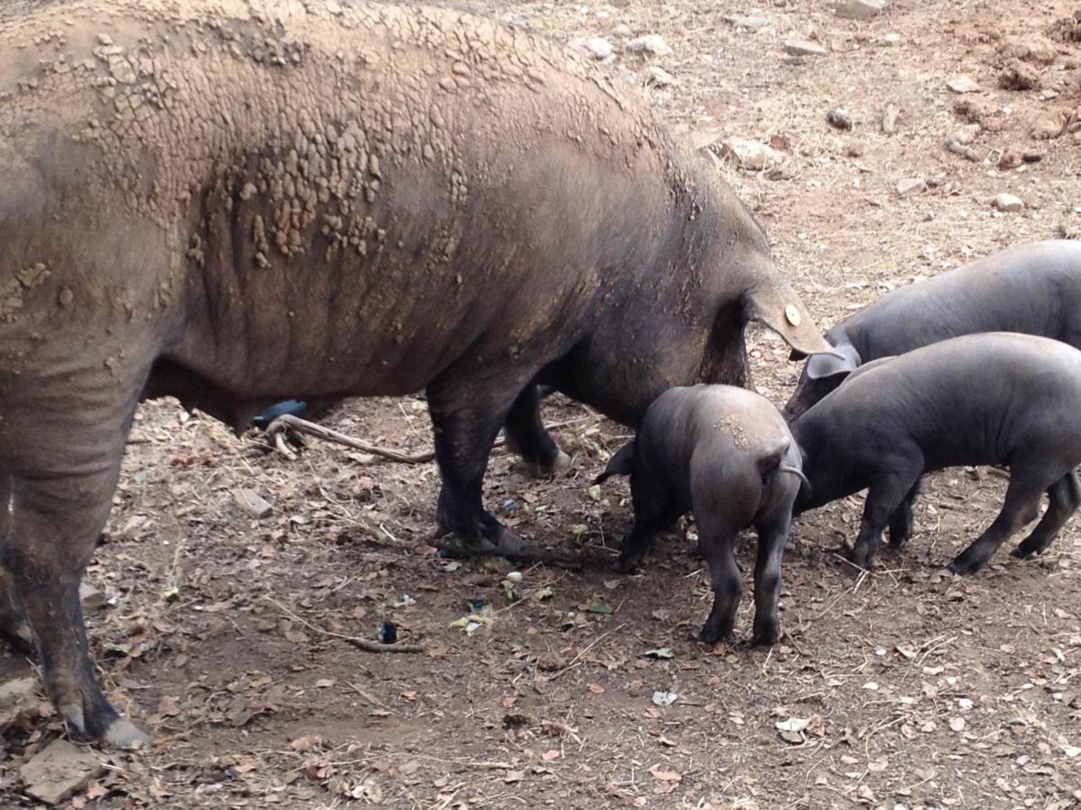 Casa Rural Monterrey Aroche Zewnętrze zdjęcie