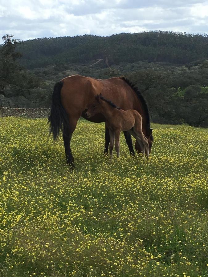 Casa Rural Monterrey Aroche Zewnętrze zdjęcie